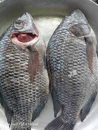 Hilsa/Ilish Whole Round Fish 1 pc