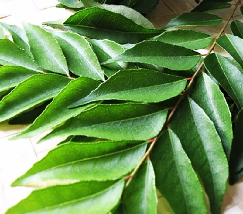 Curry Leaves 1 Pack