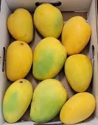 Banganapalli Indian Mangoes 1kg