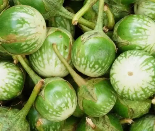 Green brinjal small 500gm