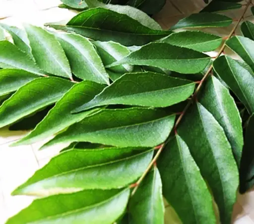 Curry Leaves 1 Pack