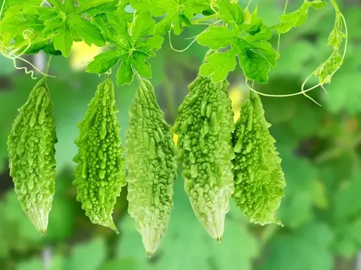 Bitter Guard / Karela 500g